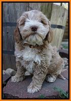 Callie Parson pups 7 wks old 261