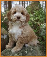 Callie Parson pups 8 wks old 71