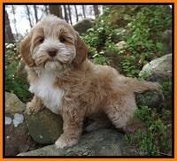 Callie Parson pups 8 wks old 81
