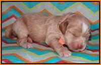 Callie Parson pups one week old 141