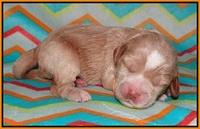 Callie Parson pups one week old 151