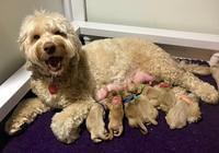 Callie Parson mom and pups 2