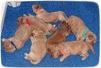 Callie Parson pups 2 wks old 21