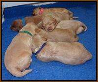 Callie Parson pups 2 wks old 251