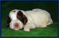 Fanny AJ pups 3 wks old 41