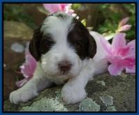 Fanny AJ pups 3 wks old 52