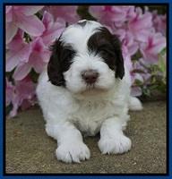 Fanny AJ pups 4 wks old 11