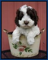Fanny AJ pups 6 wks old 1100