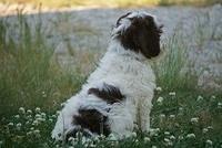 Fanny AJ pups 8 wks old 3975