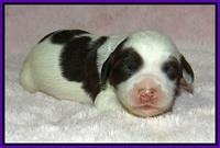 Fanny AJ pups 1 wk old 7!