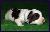 Fanny AJ pups 3 wks old 71