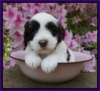 Fanny AJ pups 4 wks old 51