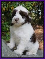 Fanny AJ pups 8 wks old 10975