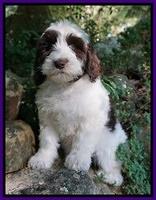 Fanny AJ pups 8 wks old 8975