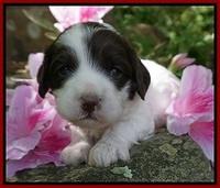 Fanny AJ pups 3 wks old 102