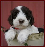 Fanny AJ pups 6 wks old 13100