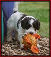 Fanny AJ pups 6 wks old 14100