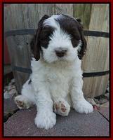 Fanny AJ pups 7 wks old 91