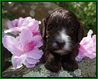 Fanny AJ pups 3 wks old 142