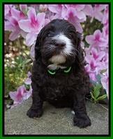 Fanny AJ pups 4 wks old 121