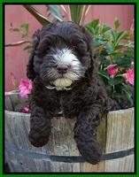 Fanny AJ pups 7 wks old 121