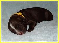 Fanny AJ pups 1 wk old 19!