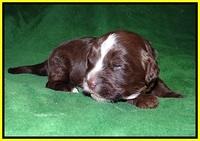 Fanny AJ pups 2 wks old 232