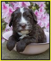 Fanny AJ pups 4 wks old 261