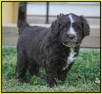 Fanny AJ pups 5 wks old 381