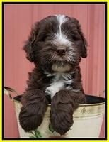 Fanny AJ pups 6 wks old 35100