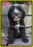 Fanny AJ pups 7 wks old 171