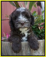Fanny AJ pups 7 wks old 181