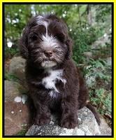 Fanny AJ pups 8 wks old 11