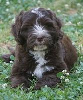 Fanny AJ pups 8 wks old 1975