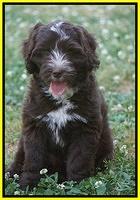 Fanny AJ pups 8 wks old 2975