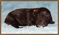 Fanny AJ pups 1 wk old 15!