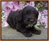 Fanny AJ pups 4 wks old 161