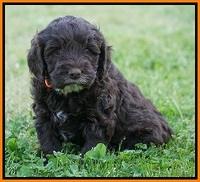 Fanny AJ pups 5 wks old 221
