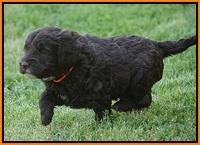 Fanny AJ pups 5 wks old 251