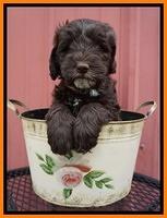 Fanny AJ pups 6 wks old 21100