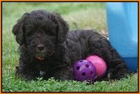 Fanny AJ pups 6 wks old 22100