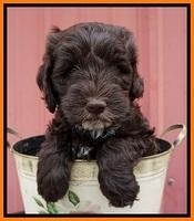 Fanny AJ pups 6 wks old 23100