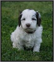 Fanny AJ pups 5 wks old 291