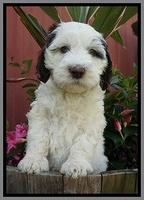 Fanny AJ pups 7 wks old 281