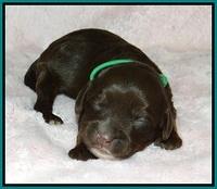 Fanny AJ pups 1 wk old 16!