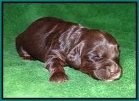 Fanny AJ pups 3 wks old 191