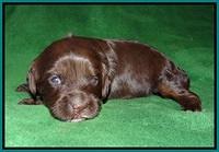 Fanny AJ pups 3 wks old 201