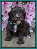 Fanny AJ pups 4 wks old 221