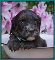 Fanny AJ pups 4 wks old 241