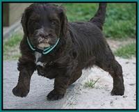 Fanny AJ pups 5 wks old 351